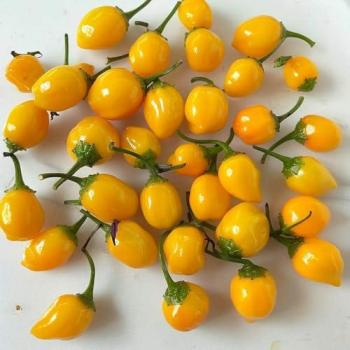 25 Aji Charapita Chilisamen