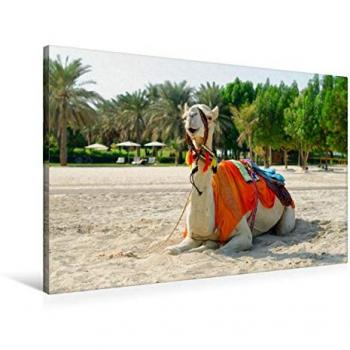 CALVENDO Dromedar Scheherazade – 90 cm × 60 cm Textil-Leinwand