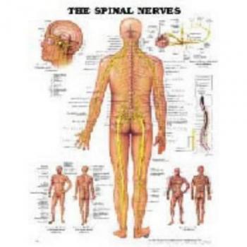 The Spinal Nerves Anatomical Chart