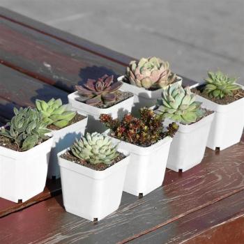 Pots de fleurs carrés en plastique avec plateaux pour pépinière