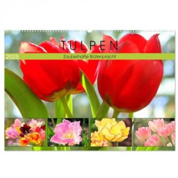 Tulpen. Zauberhafte Blütenpracht (Wandkalender 2025 DIN A2 quer) CALVENDO Monatskalender