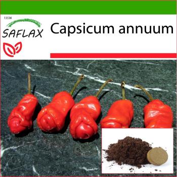 SAFLAX