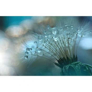 Zen Fototapete mit Wassertropfen von Papermoon