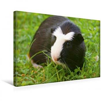 Meerschweinchen Kunstprint 45 cm × 30 cm – Querformat, CALVENDO Premium Textil