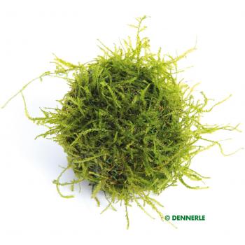 Vaso di Muschio di Giava Dennerle Eco-Ball