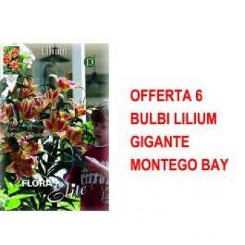 Bulbi Autunnali Lilium Gigante Montego Bay 6 pezzi