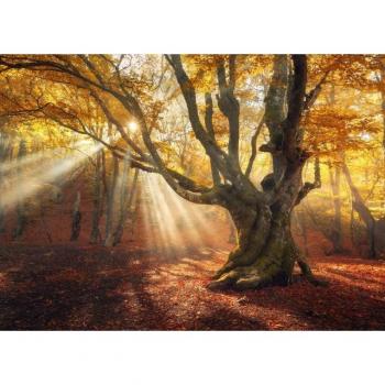 Papermoon Fototapete – Mystischer Herbstwald mit alten Bäumen