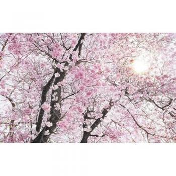 Papier Peint Fleurs de Cerisier