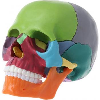 Calavera Desmontable para Enseñanza