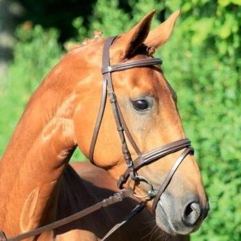 Star Lifestyle Brown Full Bridle