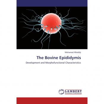 The Bovine Epididymis: Development and Morphofunctional Characteristics