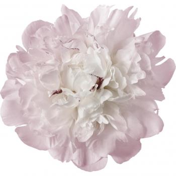 Queence Wandtattoo »Julia«, (1 St.), rosa Blüten, selbstklebendes Wandbild
