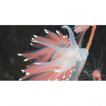 Nudibranchs of Britain, Ireland and Northwest Europe by Bernard Picton