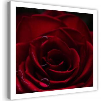 The Charm of the Red Rose 30x30 Canvas