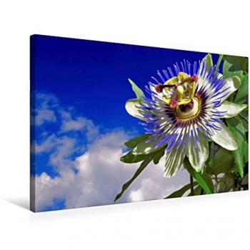 Calvendo Premium Textil Leinwand – 75 × 50 cm, Passionsblume