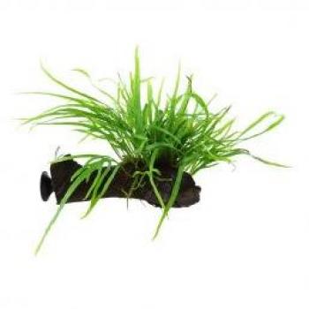 Microsorum pteropus 'Trident' fixé sur racine avec ventouse