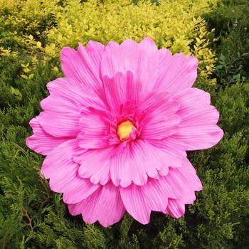 Fond de Marguerite Murée