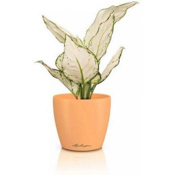 Pot de Plante Classico Papaye 12CM