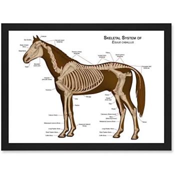 Artery8 Equine Bone Atlas – 8” x 10” Framed Illustration