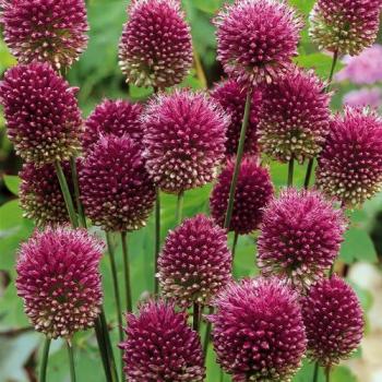 Mélange Joyeux de Bulbes à Fleurs