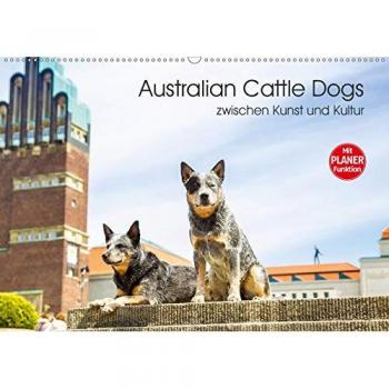 Australian Cattle Dogs zwischen Kunst und Kultur