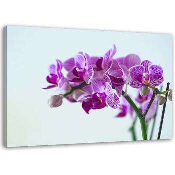 Cuadro en lienzo Orquídeas Púrpuras 60x40
