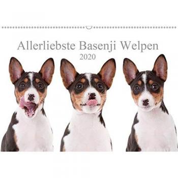 Allerliebste Basenji Welpen 2020