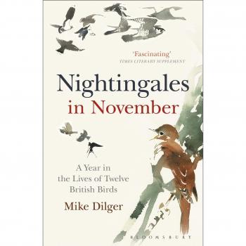 Nightingales in November