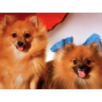 Peinture 5D Chiens Mignons