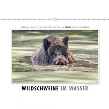 Emotionale Momente: Wildschweine im Wasser