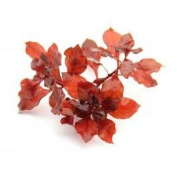 Dennerle Ludwigia Super Rouge