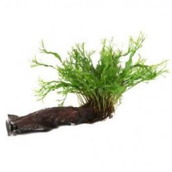 Tropica : Microsorum pteropus « Windeløv », variante à ventouse