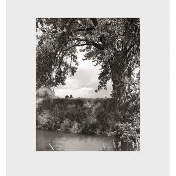 Cottonwoods