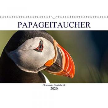Papageitaucher: Clowns des Nordatlantik