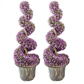 Large Leaf Purple Spiral Topiary Trees
