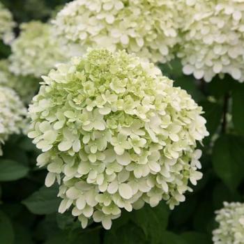 Hydrangea Paniculata “Limelight” – 2‑Liter Pot in Green