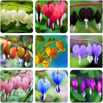 Graines de Fleurs Dodues 50 Pcs