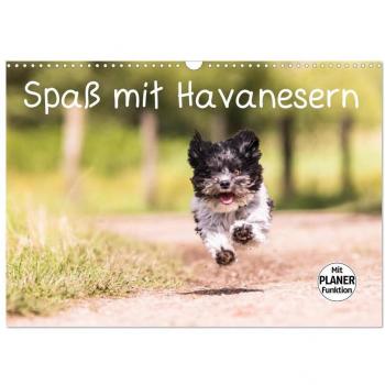 Spaß mit Havanesern (Wandkalender 2025 DIN A3 quer) CALVENDO Monatskalender