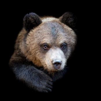Peinture Imprimée Ours Sombre 65x65 cm