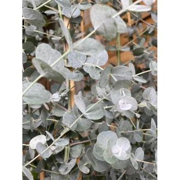 Eucalyptus “Azura” 6‑ft Green Pot Evergreen – Direct Plants Supply