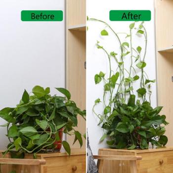 Plante Grimpante Auto-adhésive