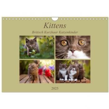 Kittens