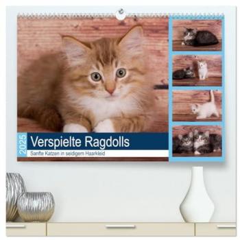 Verspielte Ragdolls -Sanfte Katzen in seidigem Haarkleid (hochwertiger Premium Wandkalender 2025 DIN A2 quer) Kunstdruck in Hochglanz