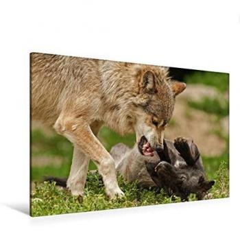 Rangordnungs‑Leinwand für Wolfsbeobachtung 120x80 cm – CALVENDO Premium Edition