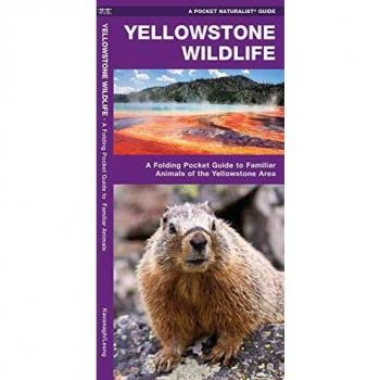 Yellowstone Wildlife, A   pocket naturalist guide