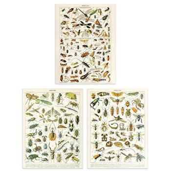 Classic Beetle & Bug Prints – 3-Piece A4 Wall Art, Retro Vintage Design