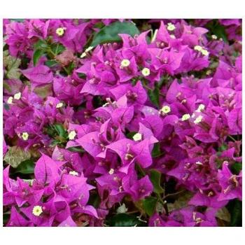 Bouganvillea Sanderiana vaso 18cm