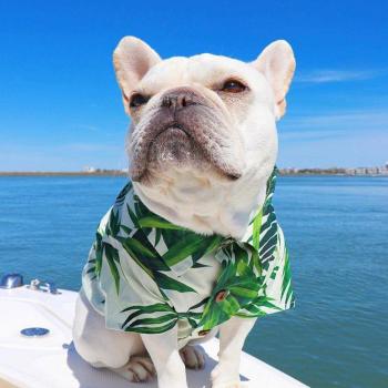 BooHawaii Canin Coton Sea Breeze
