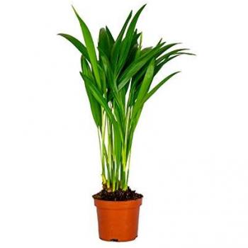 Palmier Areca