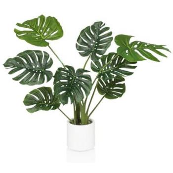 Monstera I